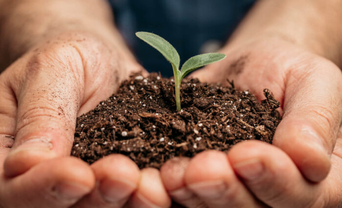 close-up-of-male-hands-holding-soil-and-little-plant