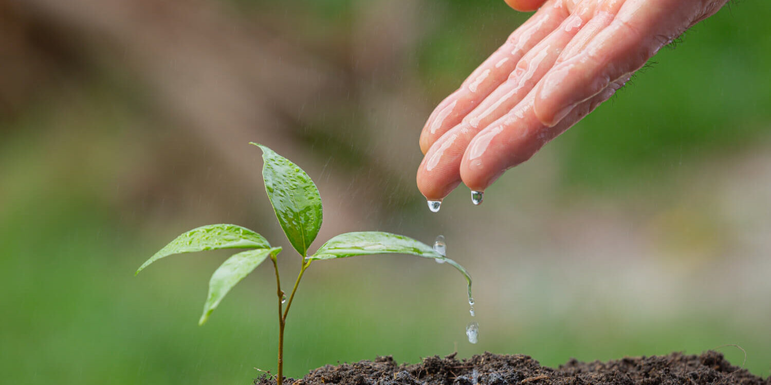 close-up-picture-of-hand-watering-the-sapling-of-the-plant