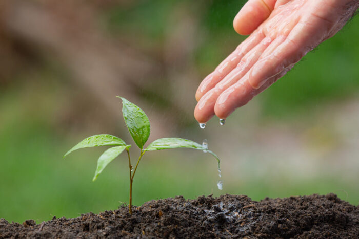 close-up-picture-of-hand-watering-the-sapling-of-the-plant