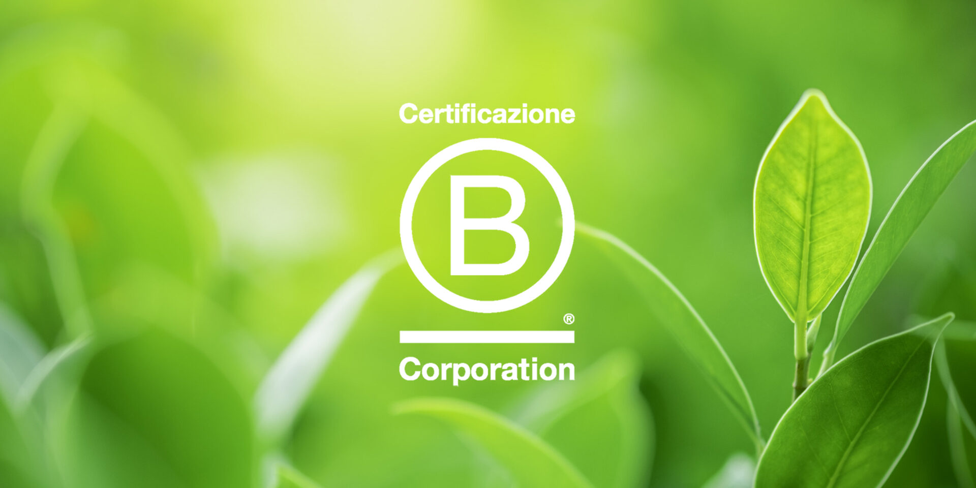 green-leaves-blurred-greenery-tree-background