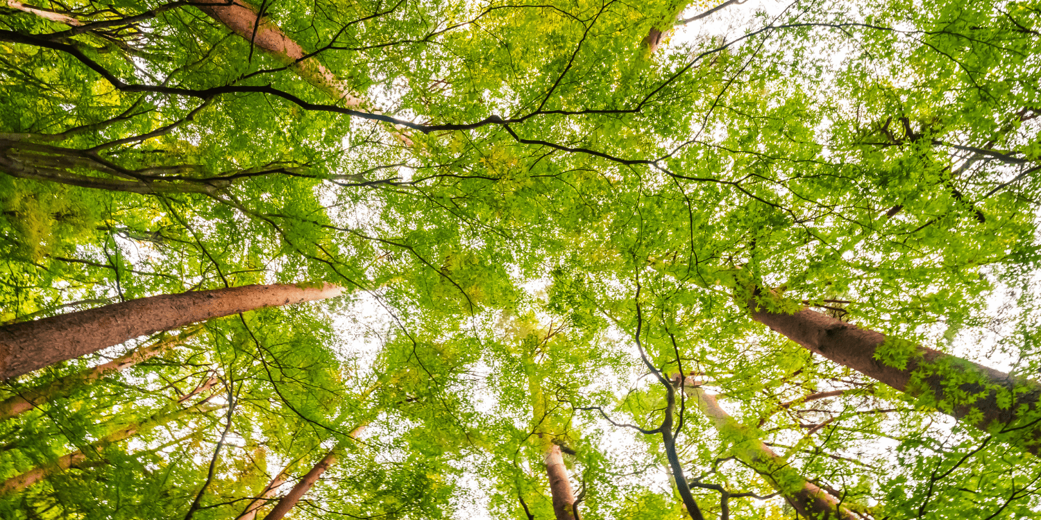 Il Regolamento EUDR un passo contro la Deforestazione Globale