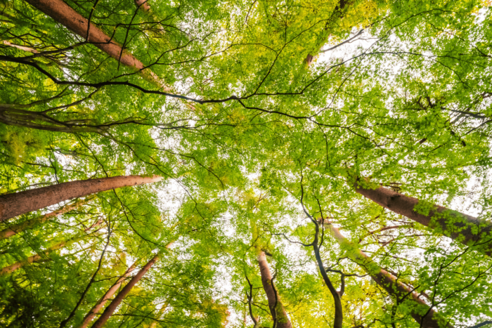 Il Regolamento EUDR un passo contro la Deforestazione Globale